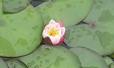 Lotosblüte halbgeschlossen