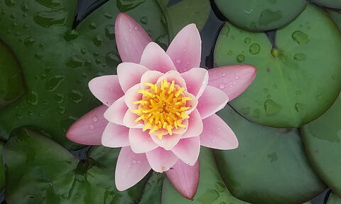 Lotosblüte