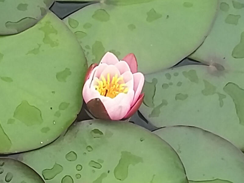 Lotosblüte halbgeschlossen
