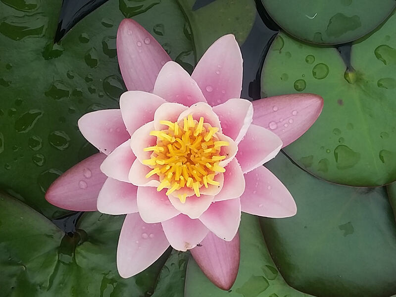 Lotosblüte